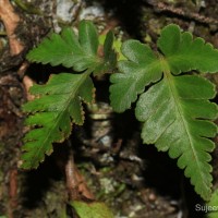 <i>Davallia repens</i>  (L.f.) Kuhn